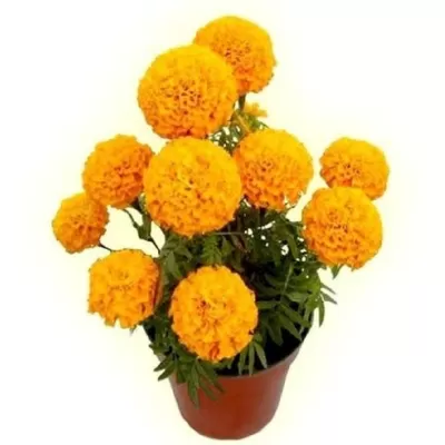 Incrementa la demanda de flor de cempasúchil en maceta en Xalapa y la región