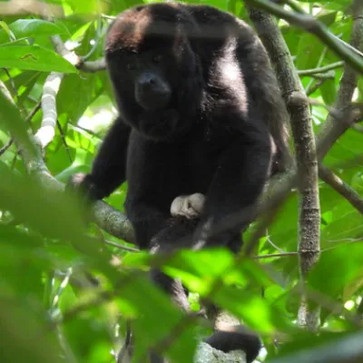 Profepa libera 30 monos aulladores en la Reserva de la Biosfera de los Tuxtlas, Veracruz